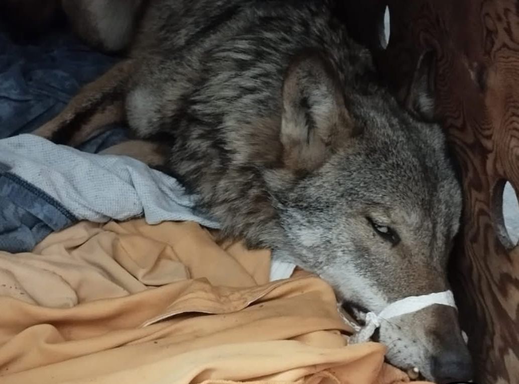 Lupo morto Val Trebbia