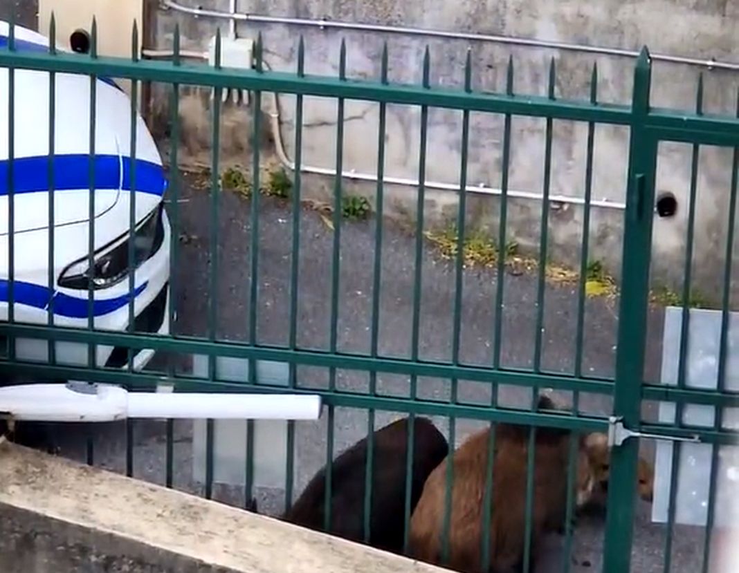 Genova, cinghiali spinti in un’area cintata ad Albaro, la protesta degli Ambientalisti cinghiali auto polizia locale albaro