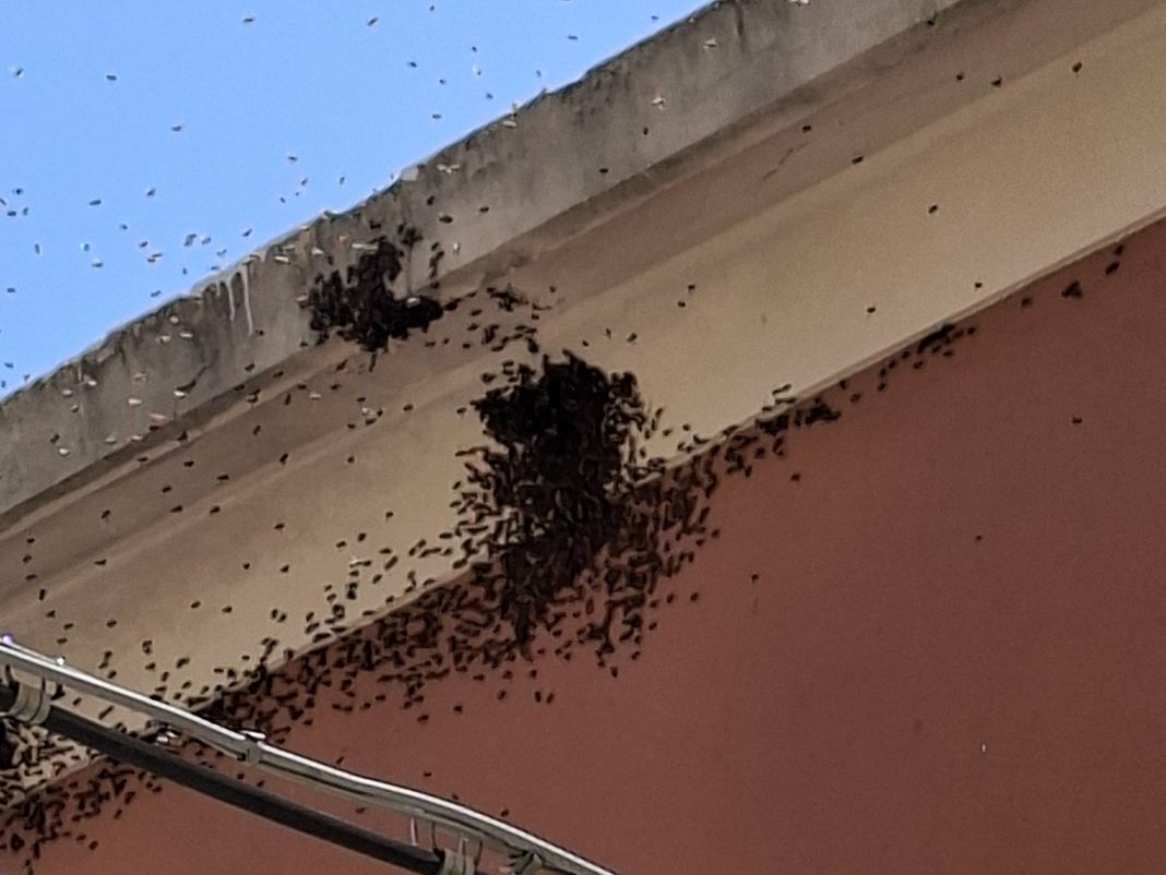 Nervi, sciame di api in via del Commercio, allertati apicoltori Nervi sciame api via del commercio