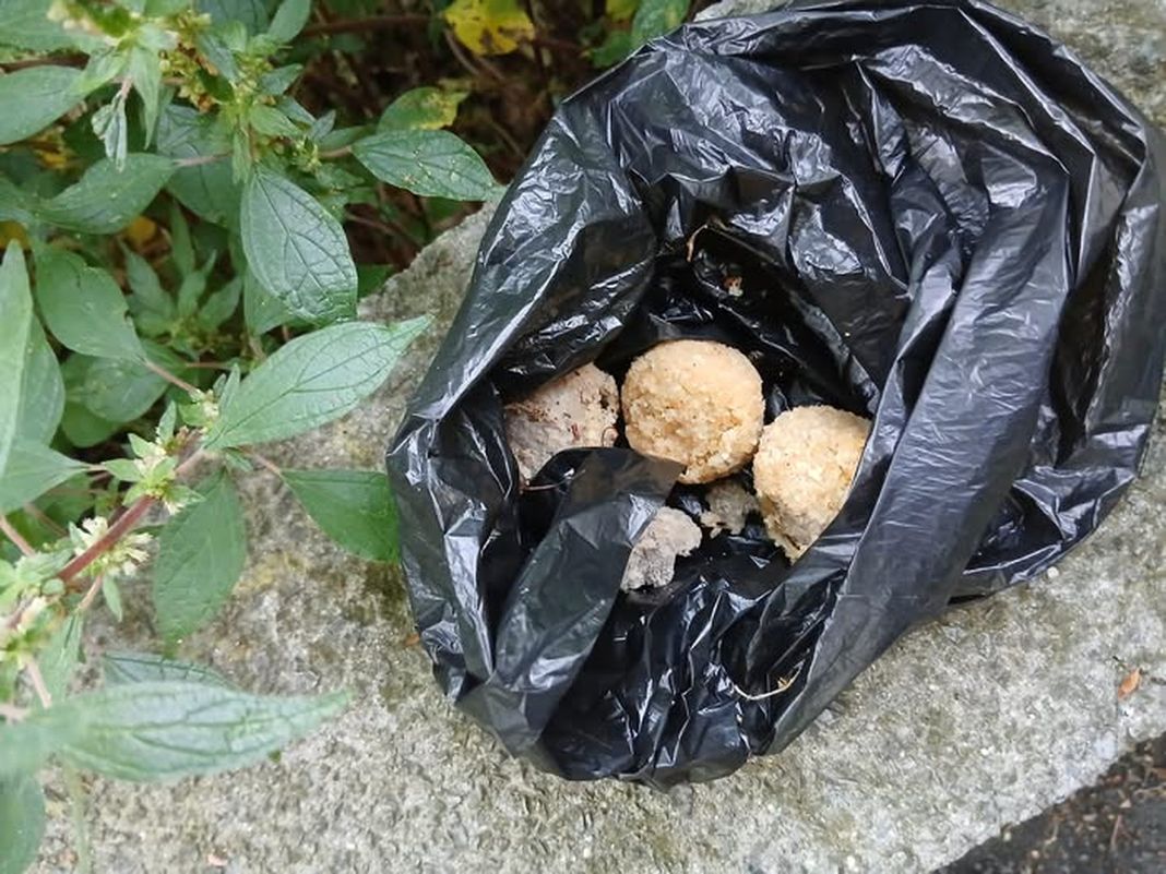 Genova, allarme polpette avvelenate per cani ad Oregina polpette avvelenate spugne fritte cani