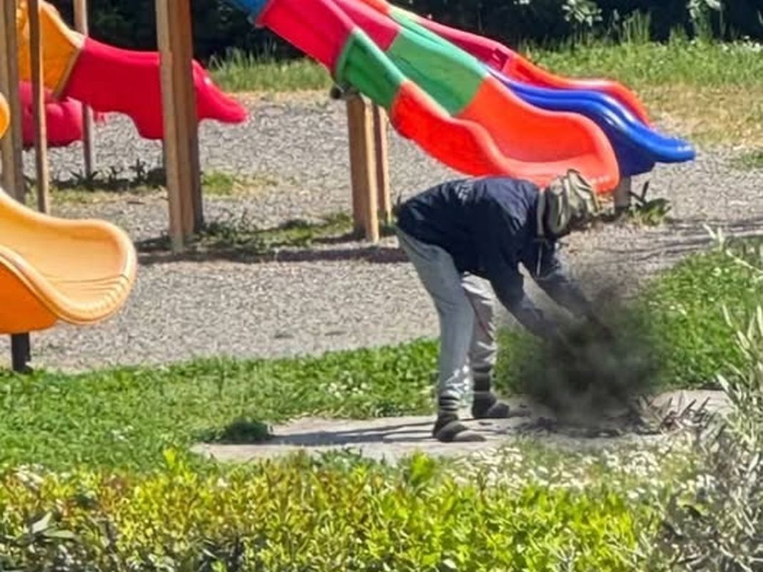 Sarzana, gatto ucciso e cucinato in un parco pubblico gatto cucinato sarzana