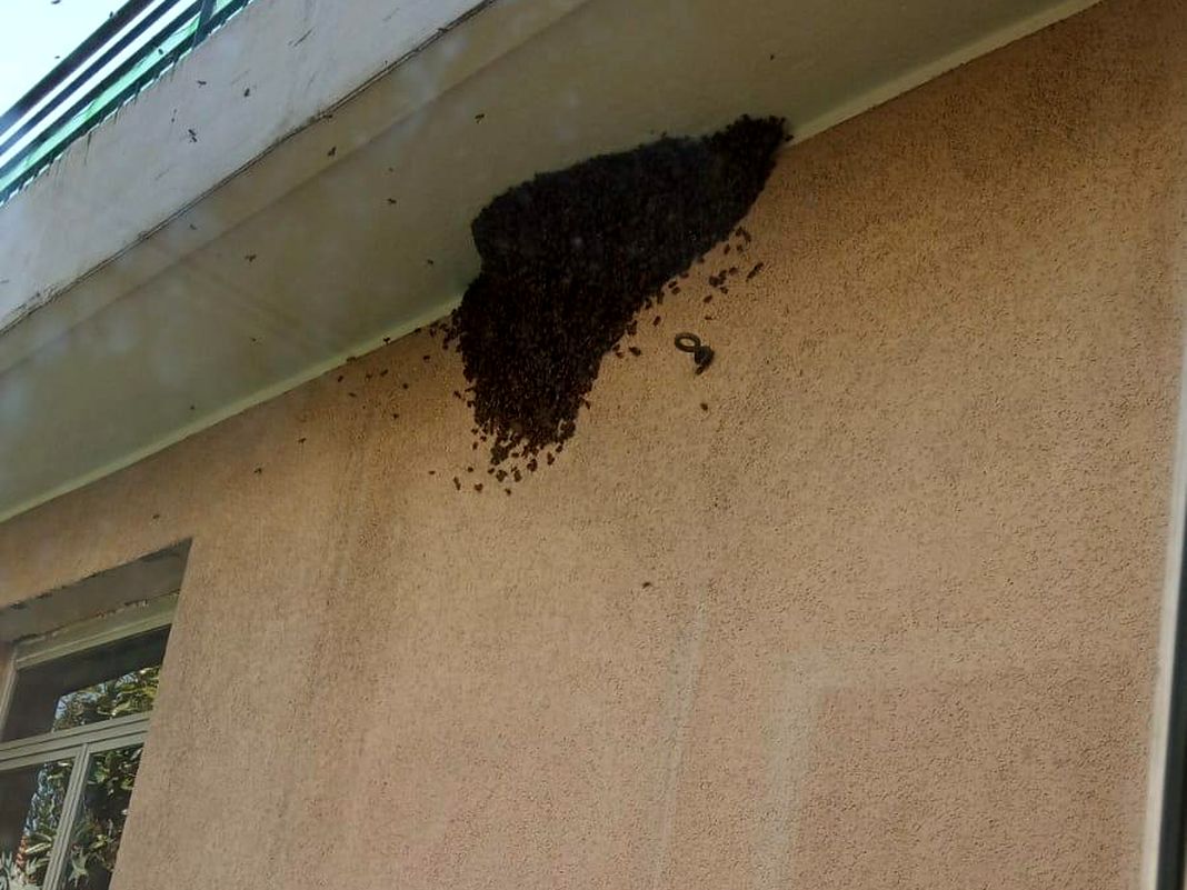 Genova, sciame di api sulla facciata dell’asilo d’infanzia Santa Elisabetta di Murta sciame api asilo santa elisabetta murta genova