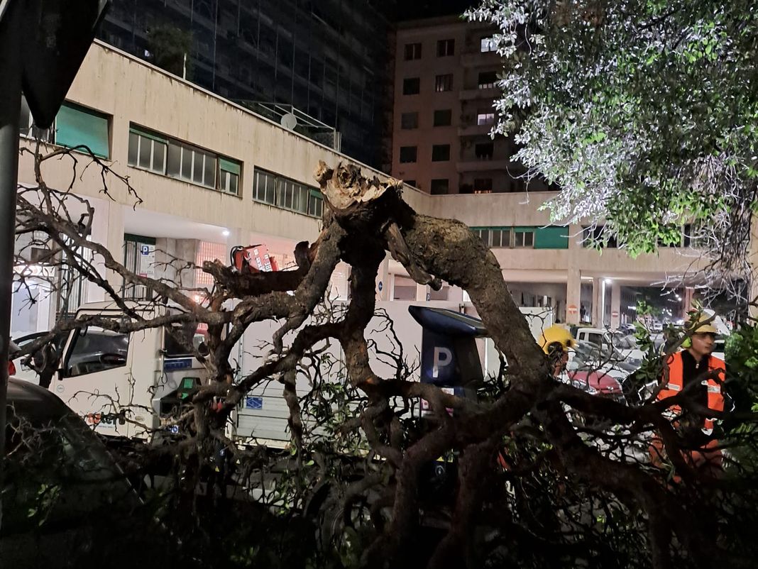 Maltempo a Genova, vento forte nella notte Aster al lavoro sulle criticità albero caduto piazza rossetti foce genova