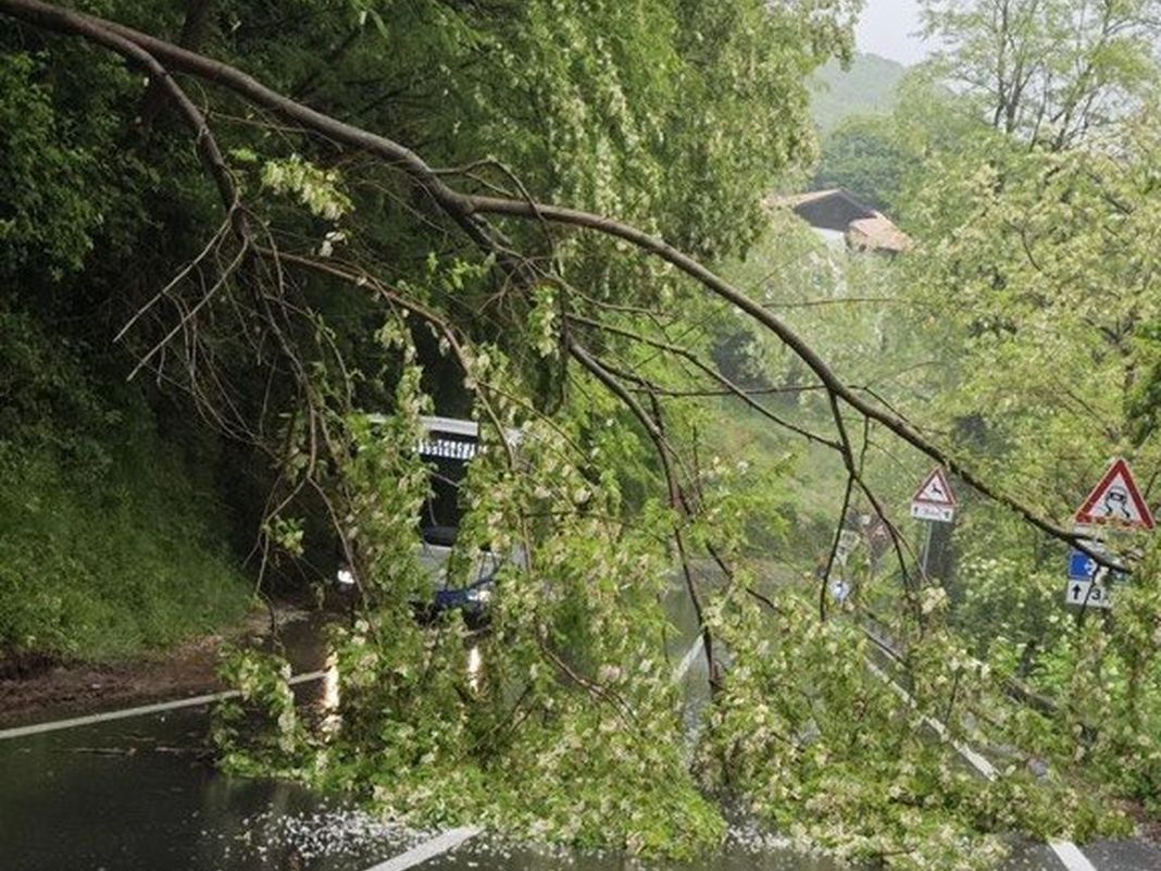Maltempo, albero caduto sulla statale 456 tra Fado e Passo del Turchino albero caduto statale 456 turchino