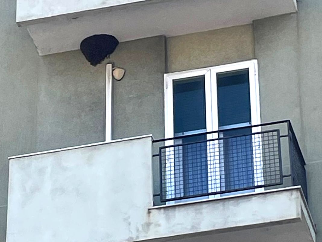 Genova, sciami di api in città, segnalazioni in aumento sciame api sampierdarena
