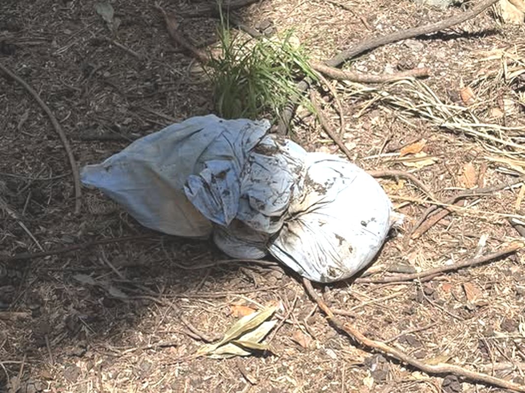 Arenzano, gatto avvolto in un telo e abbandonato nel parco, indagini arenzano gatto morto parco