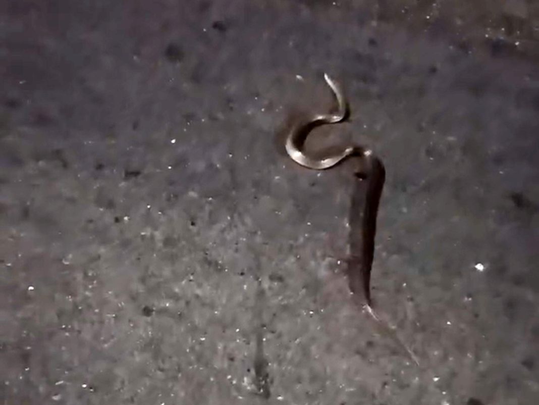 Genova, un serpente per strada a Cornigliano – VIDEO biscia cornigliano