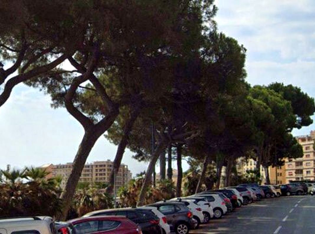 Genova, protesta a Carignano per il taglio di altri alberi Carignano alberi pini genova