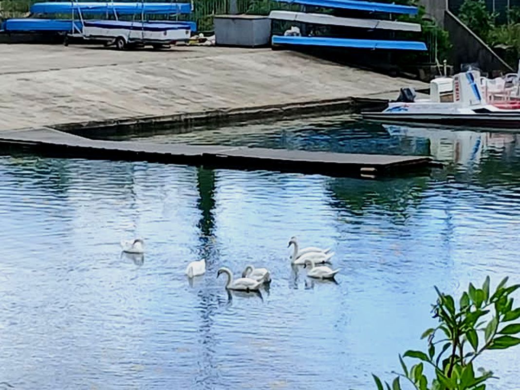 Genova, cigni nel Canale di Calma a Pra’ cigni prà genova