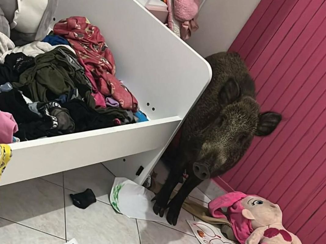 La Spezia, tornano a casa e trovano un cinghiale, arrivano i vigili del fuoco cinghiale casa la spezia
