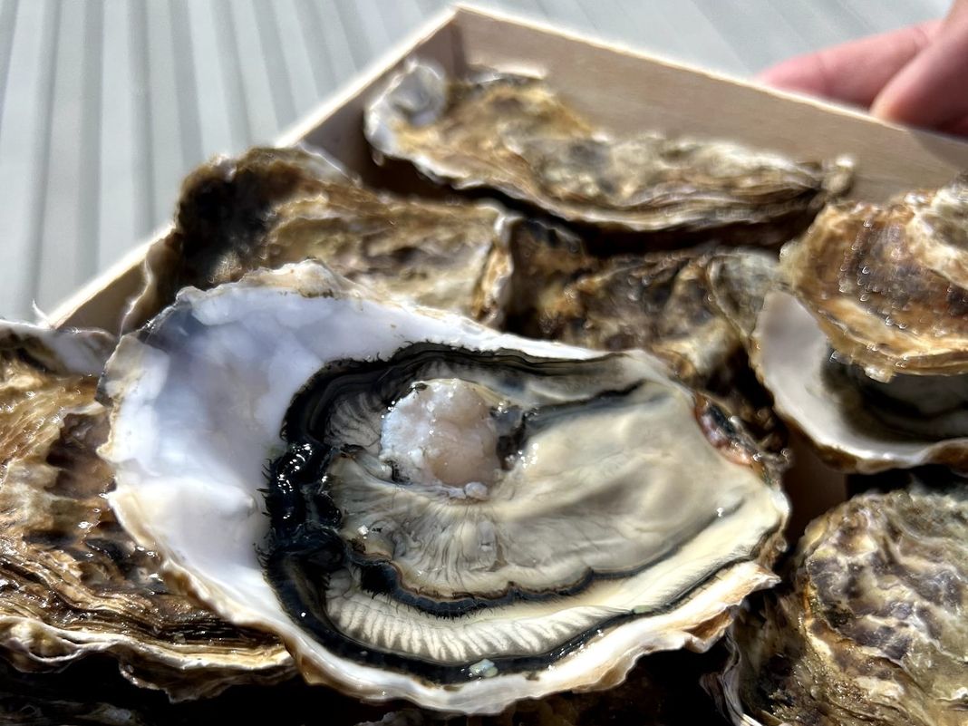 Italian Oyster Fest, a la Spezia il convegno nazionale sull’ostricoltura ostriche la spezia