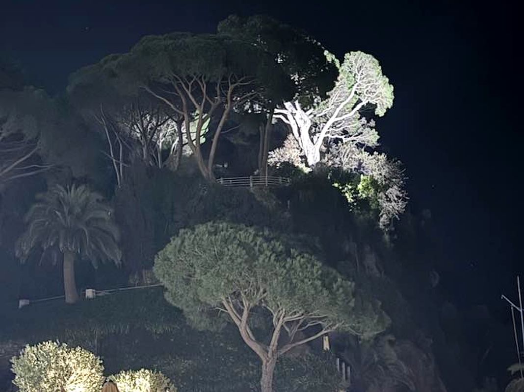 Camogli, le proteste bloccano l’abbattimento del pino secolare pino camogli cenobio dogi