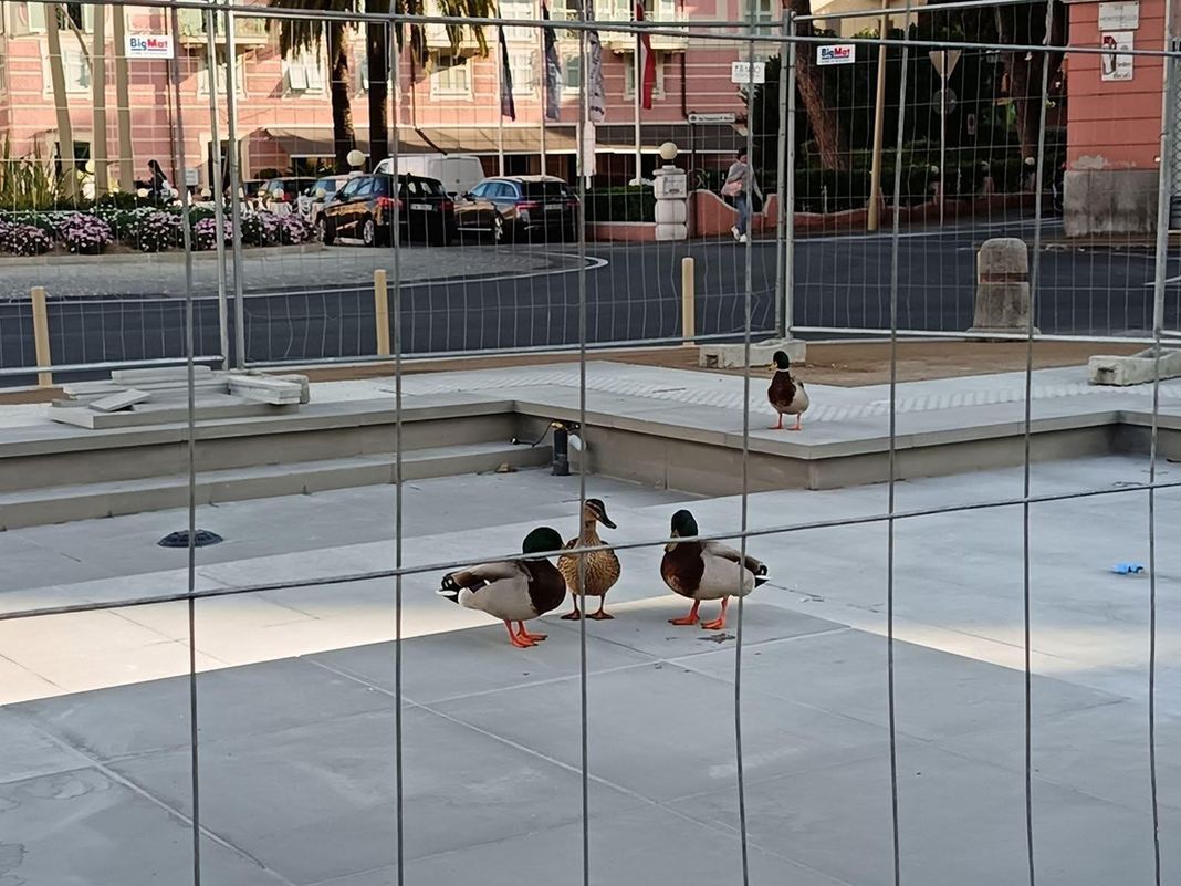 Rapallo, anche i germani reali attendono l’acqua nella vasca del Polpo rapallo germani vasca polpo