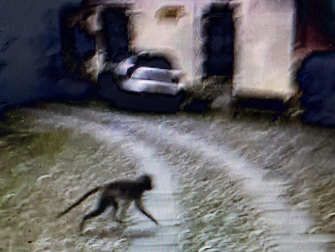 Vezzano Ligure, svelato il mistero della scimmietta fuggita dal circo scimmia vezzano ligure