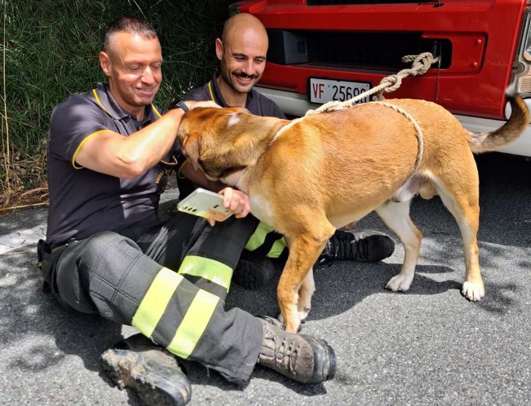 Orero, cane cade in un dirupo, salvato dai vigili del fuoco cane dirupo orero vigili del fuoco