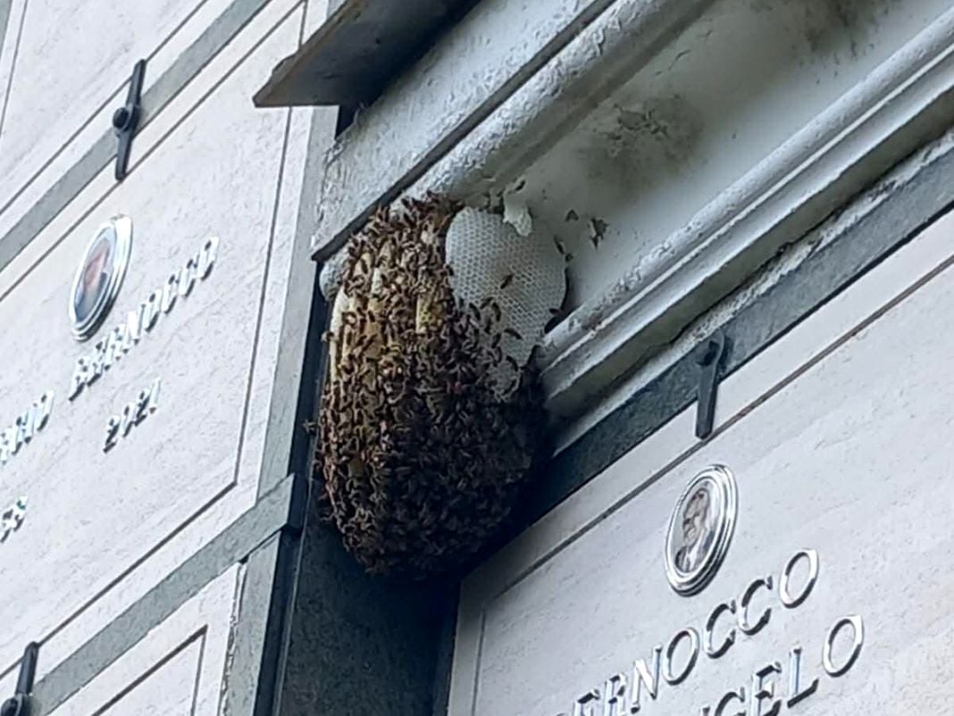 Lumarzo, due sciami di api tra le tombe del cimitero sciame api cimitero tasso lumarzo