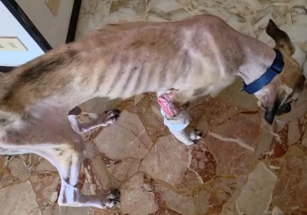 Marassi, morto il cane denutrito e con piaghe non curate, proprietario denunciato cane maltrattato marassi