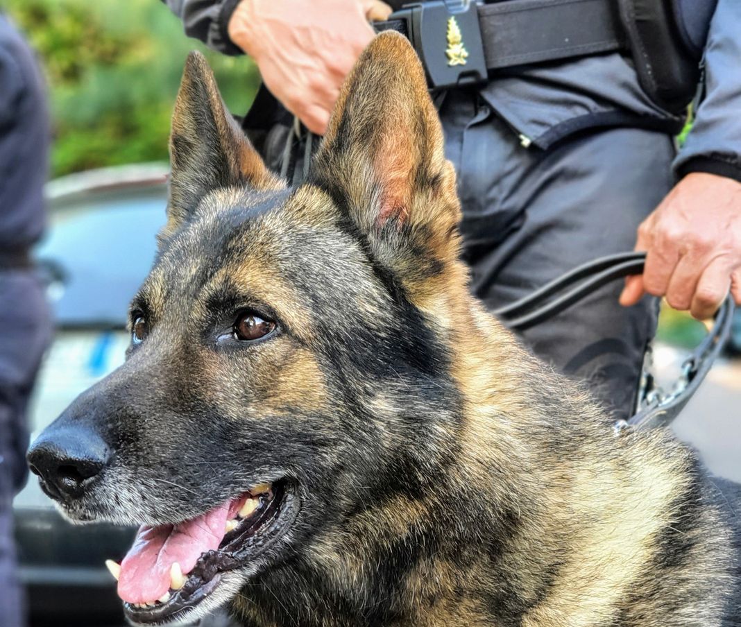 guardia finanza cane antidroga