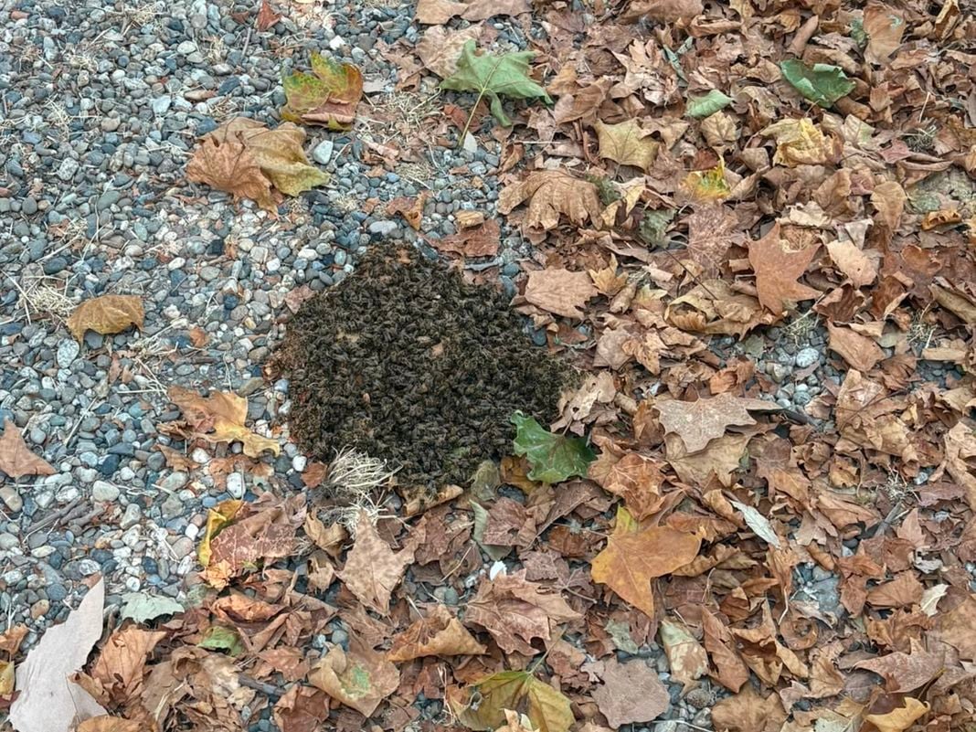 Genova, sciame di api nel parco dell’Acquasola Acquasola sciame di api