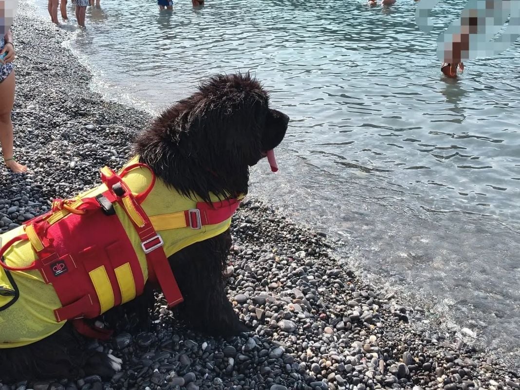 Giornata mondiale per la prevenzione dell’ennegamento in Liguria Camogli cane bagnino
