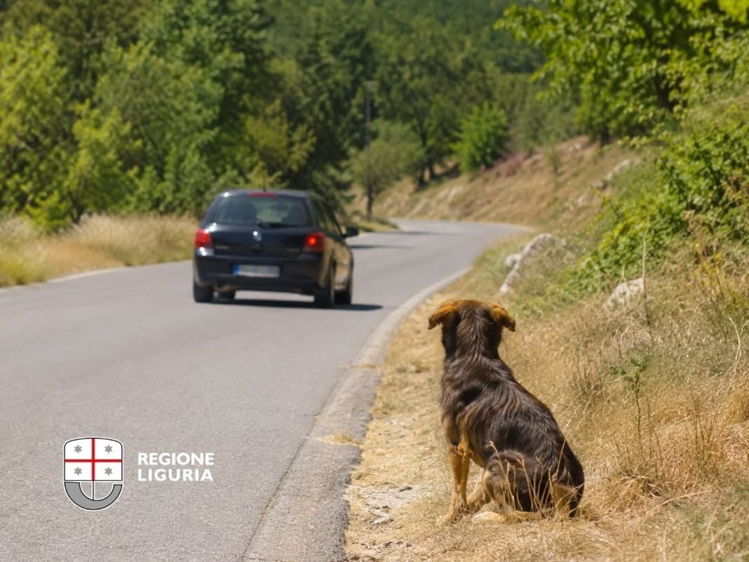 Animali abbandonati, la campagna della Regione Liguria per sensibilizzare cani abbandonati campagna