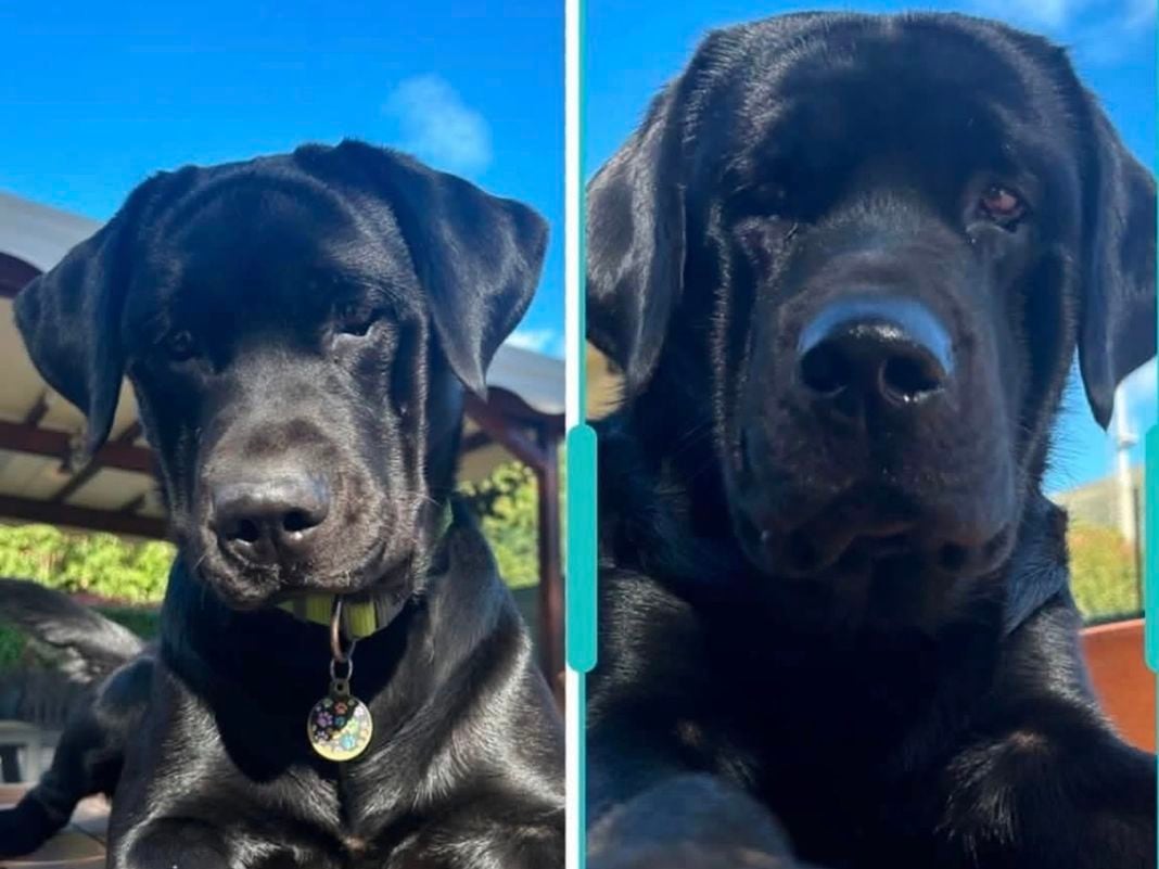 Ceriale, tremila euro di ricompensa per due cani smarriti cani scomparsi ceriale