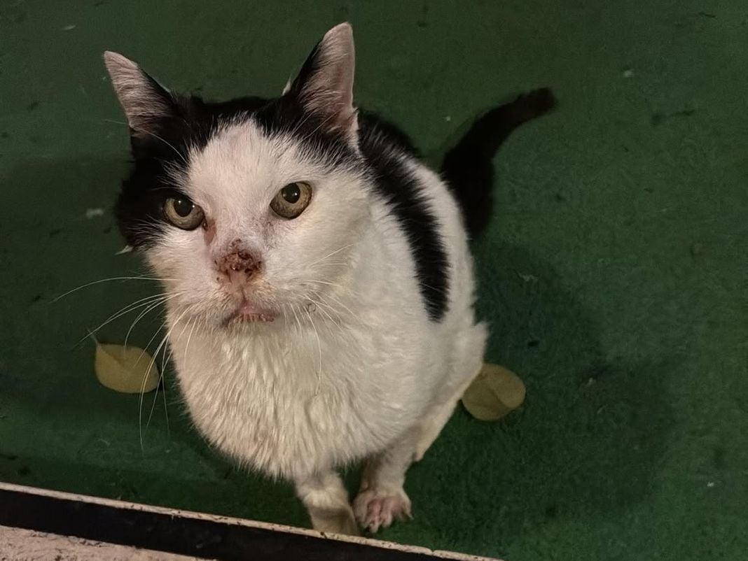 Imperia, sottratto e portato a sopprimere il gatto mascotte del Cinema Centrale gatto cinema centrale imperia