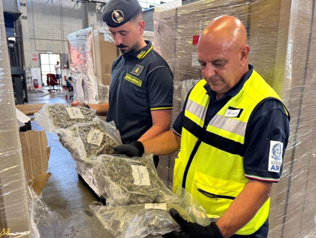 Genova, maxi sequestro di marijuana nel porto di Pra’ marijuana porto prà guardia finanza