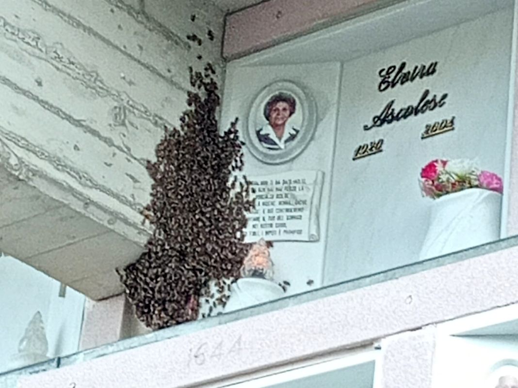 Molassana, sciame di api nel cimitero nuovo molassana sciame api cimitero