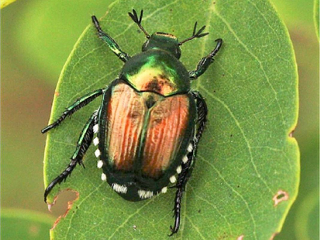 Avanza anche in Liguria l’invasione della Popillia japonica, distrugge le colture Popillia Japonica, scarabeo giapponese