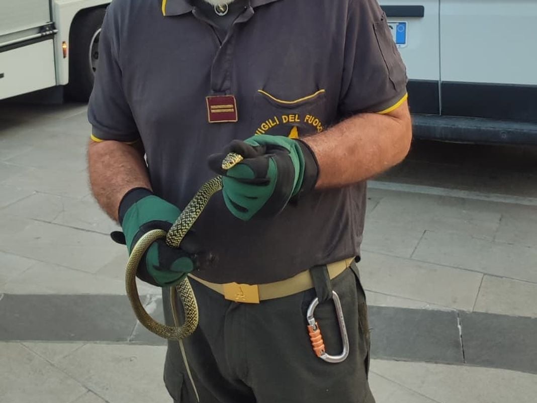 Voltri, serpente sulla spiaggia, catturato dai vigili del fuoco serpente spiaggia voltri